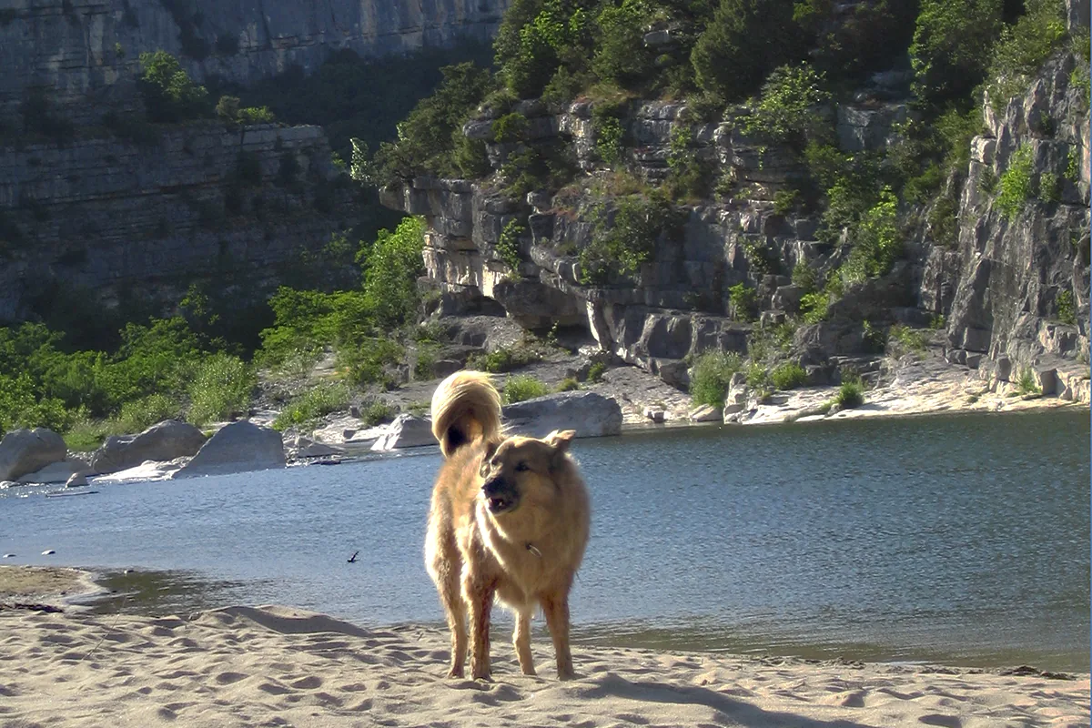 Hund schwimmt im Fluss