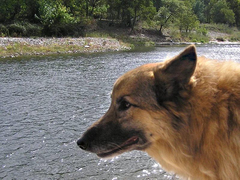 Chien dans la rivière