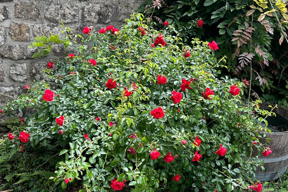 Rosiers le long du vieux mur en pierre