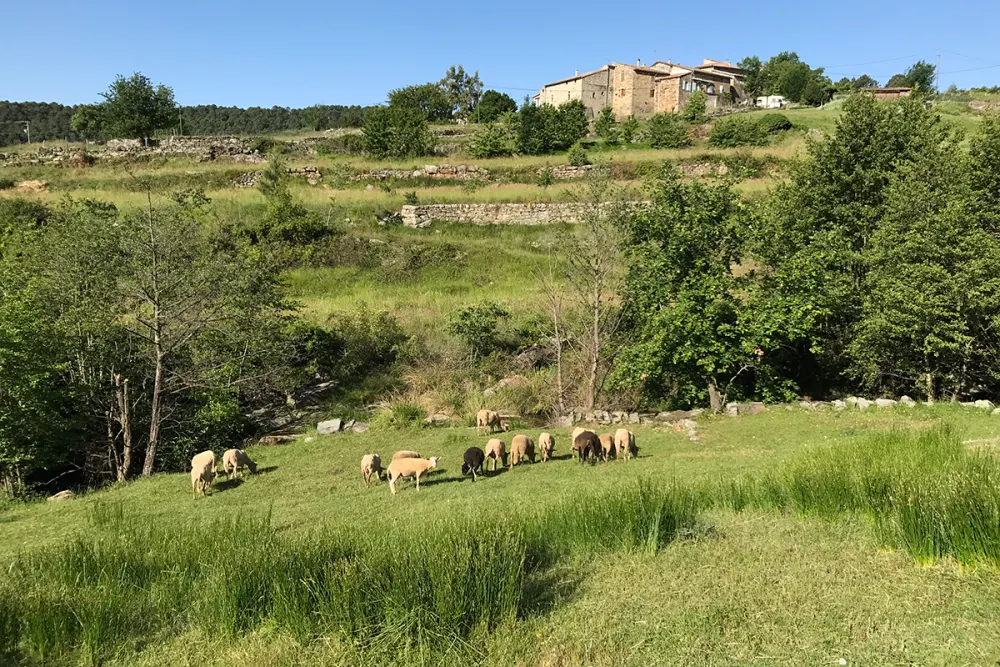 Troupeau de moutons dans le pré en contrebas de la maison