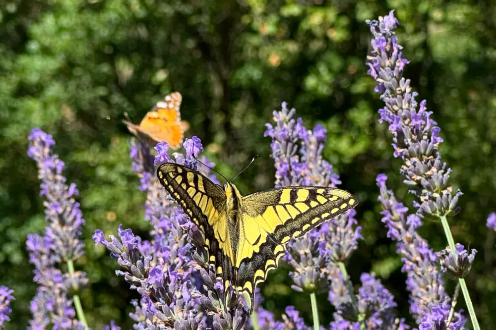 Machaon dans la lavande près de la maison