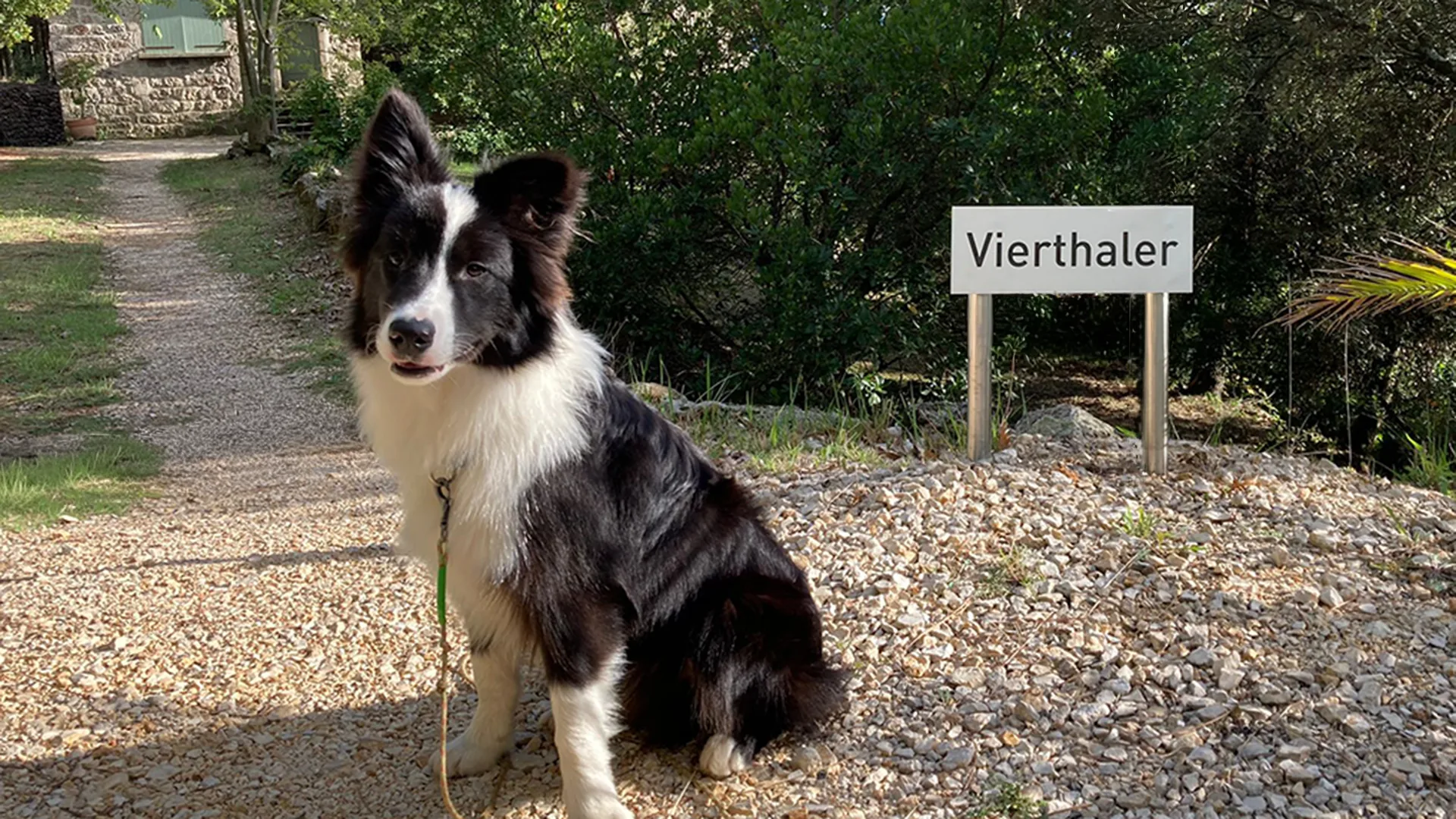 Mensch + Hund auf Wanderweg